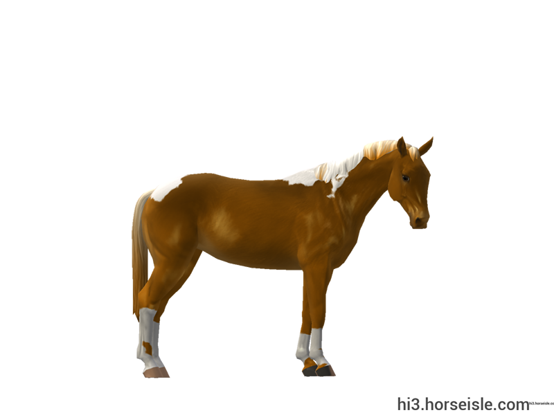 Anglo-Trakehner Flaxen Golden Chocolate Chestnut Tobiano Coat